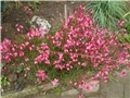 gaura